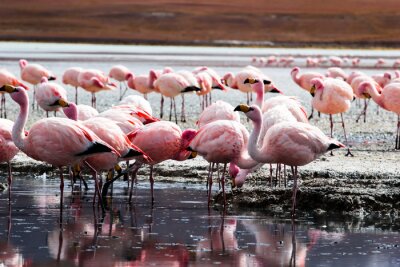 See in den Anden mit Flamingos