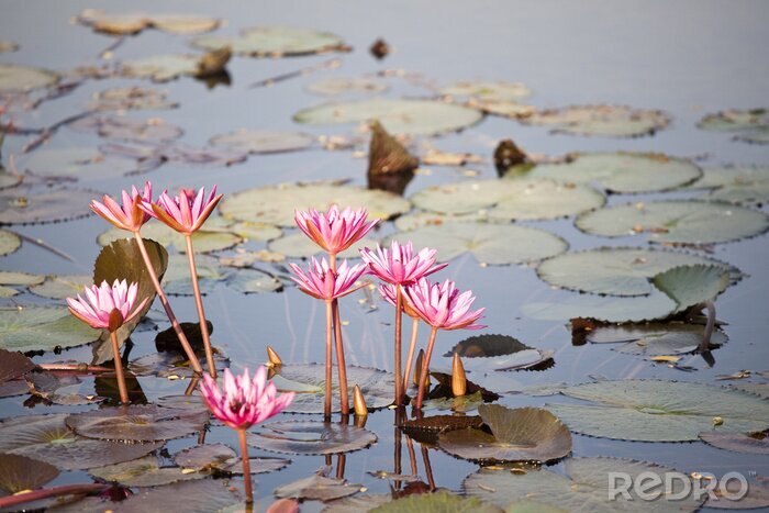Fototapete See und Natur