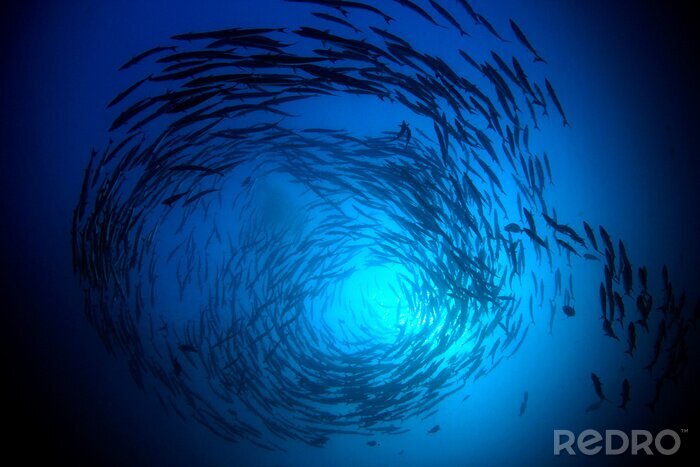 Fototapete Seefische im Sonnenschein