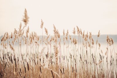 Fototapete Seeufer mit Gras