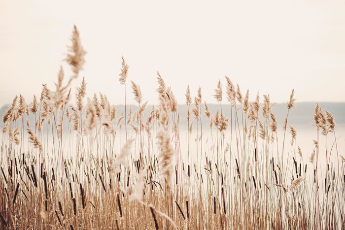 Fototapete Seeufer mit Gras