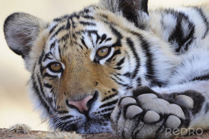 Fototapete Seine pfote zeigender tiger
