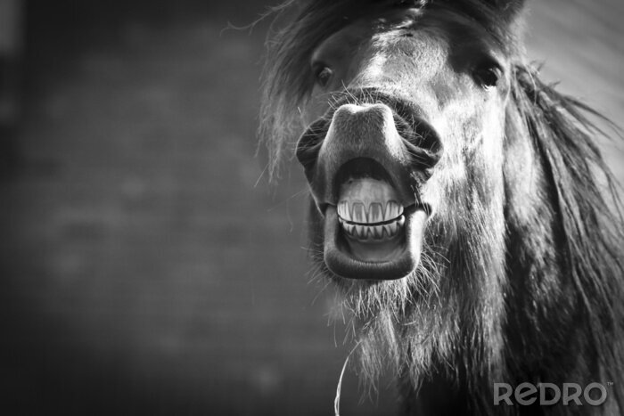 Fototapete Seine zähne zeigendes pferd