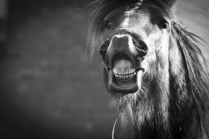 Fototapete Seine zähne zeigendes pferd