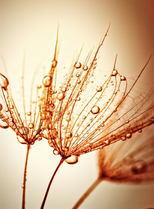 Fototapete Sepia-Effekt auf Pusteblumen