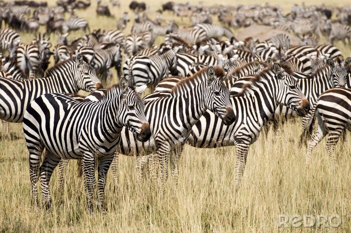 Fototapete Serengeti-Tierherde