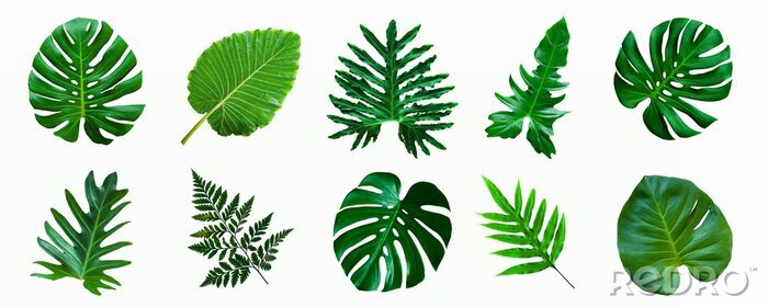 Fototapete set of green monstera palm and tropical plant leaf isolated on white background for design elements, Flat lay