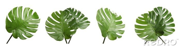 Fototapete Set with tropical Monstera leaves on white background. Banner design