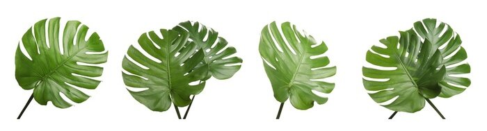 Fototapete Set with tropical Monstera leaves on white background. Banner design
