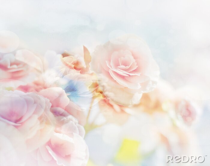 Fototapete Shabby Chic mit pastellfarbenen Rosen