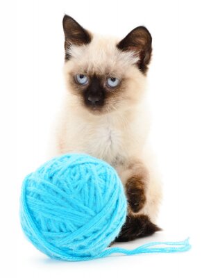 Siamkatze Katze mit blauem Wollknäuel