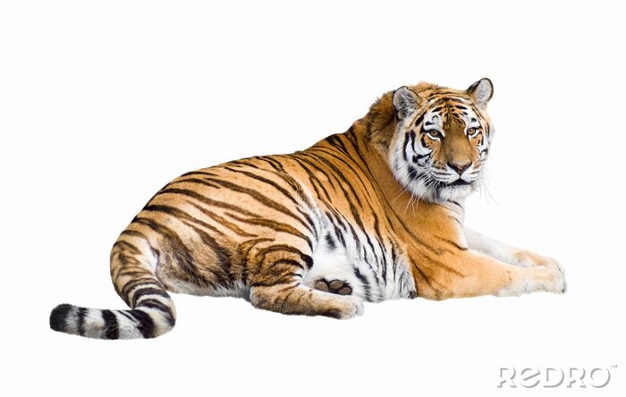 Fototapete Siberian Tigerausschnitt