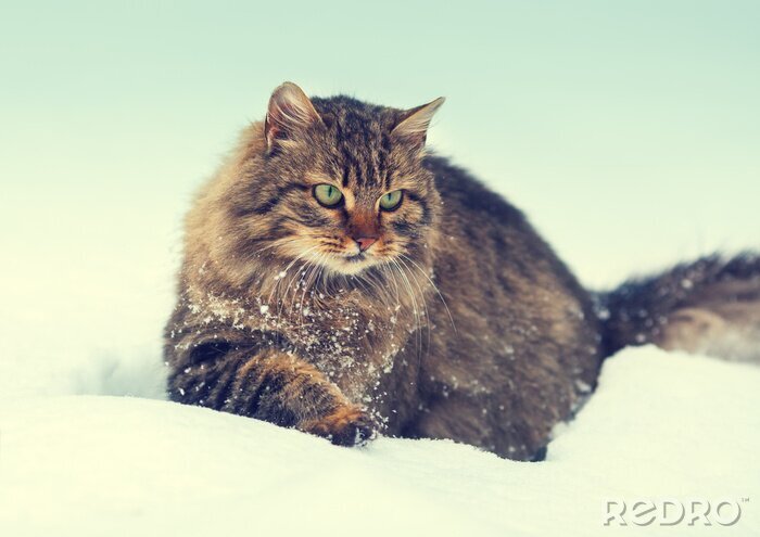 Fototapete Sibirische Katze im Schnee