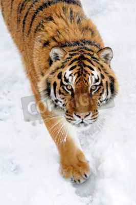 Fototapete Sibirischer tiger im schnee