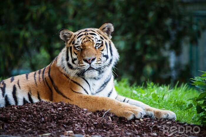 Fototapete Sibirischer tiger im zoo