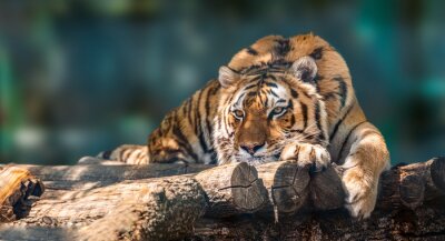 Fototapete Sibirischer Tiger mit schwarzen Streifen auf Holz liegend