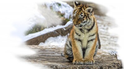 Fototapete Sibirisches tigerchen sitzend