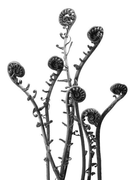 Fototapete Sich entwickelnde schwarz-weiße Farne