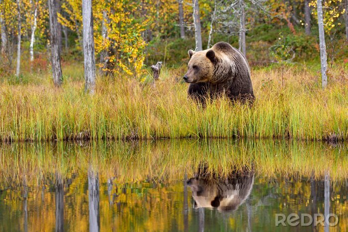 Fototapete Sich im See besehender Bär