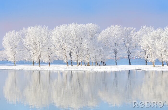 Fototapete Sich im See spiegelnde Winterbäume