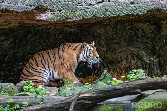 Fototapete Sich in einer höhle versteckender tiger