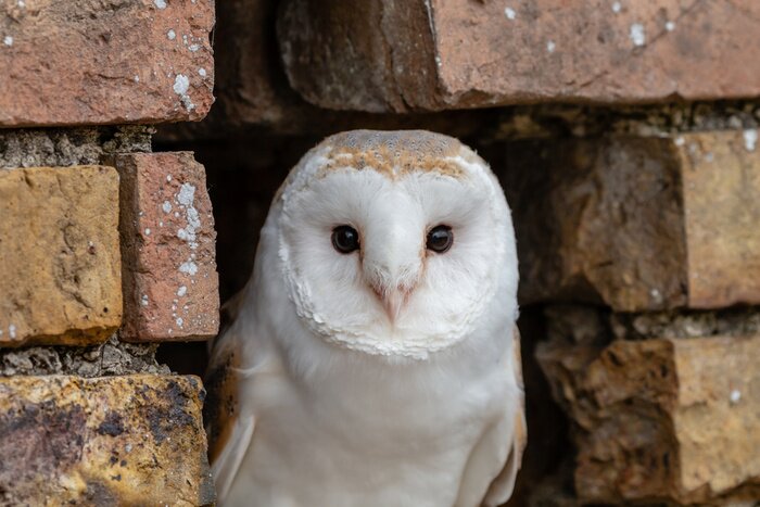 Fototapete sich in Ziegeln versteckende Eule