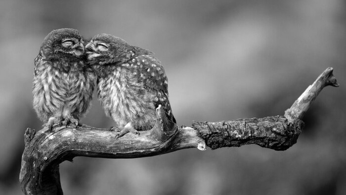 Fototapete Sich umarmende Eulen
