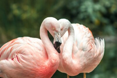 Fototapete Sich umarmende flamingos