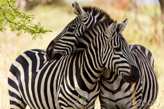 Fototapete sich umarmende Zebras
