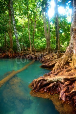 Fototapete Sichtbare Baumwurzeln im Dschungel