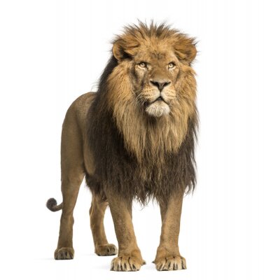 Silhouette eines Löwen mit bedrohlichem Blick