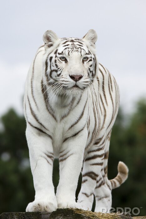Fototapete Silhouette eines weißen tigers