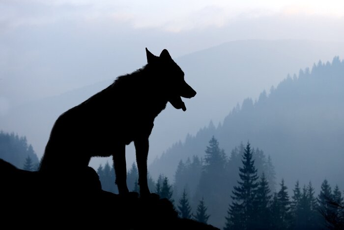 Fototapete Silhouette eines Wolfes vor dem Hintergrund einer Berglandschaft