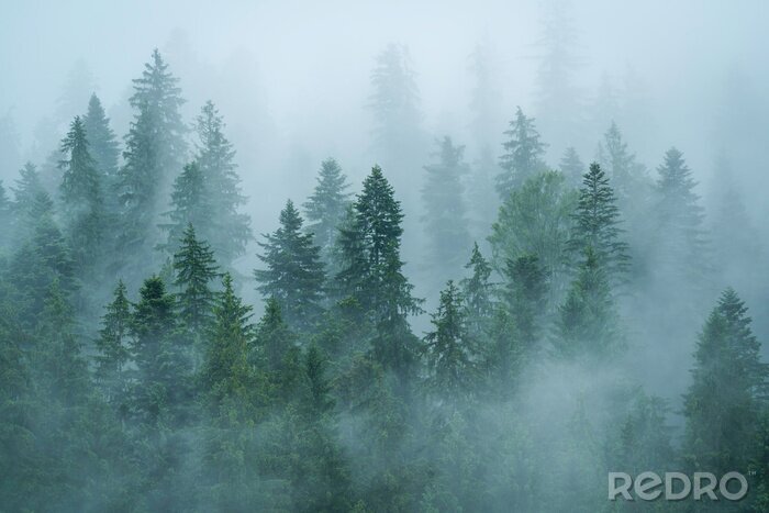 Fototapete Silhouetten von bäumen im nebel