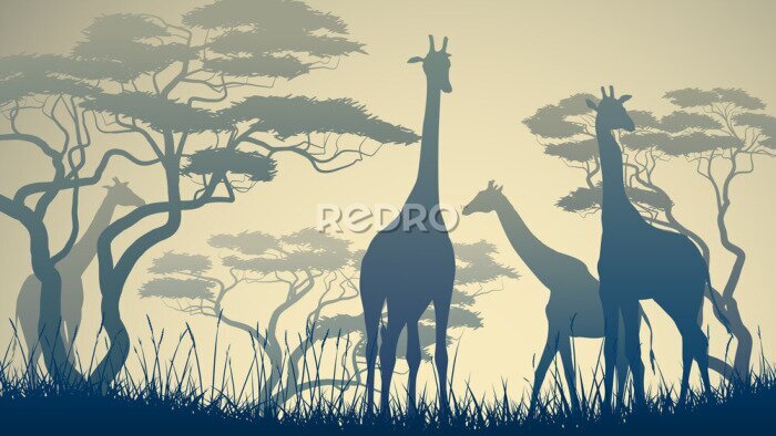 Fototapete Silhouetten von Giraffen in der afrikanischen Savanne