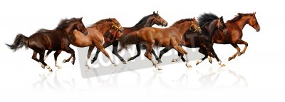 Fototapete Silhouetten von pferden auf weißem hintergrund