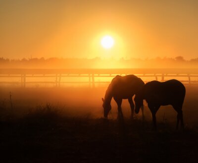Fototapete Silhouetten von pferden bei sonnenuntergang