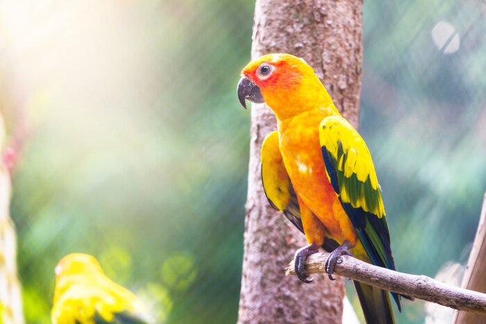 Fototapete Sittich auf verschwommenem Hintergrund