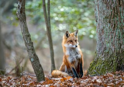 Fototapete Sitzender Fuchs zwischen den Bäumen