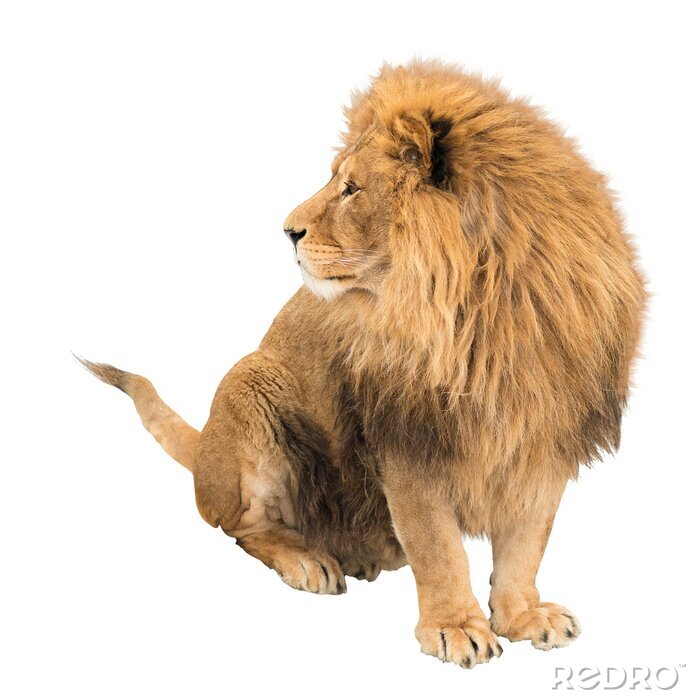 Fototapete Sitzender Löwe auf hellem Hintergrund