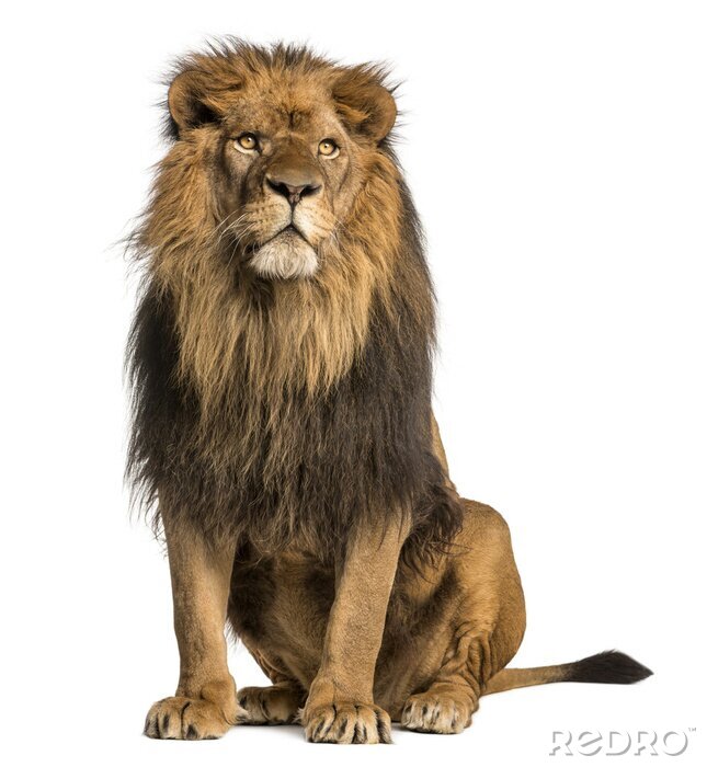 Fototapete Sitzender Löwe auf weißem Hintergrund