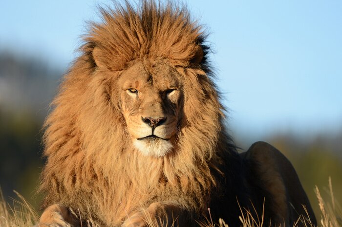 Fototapete Sitzender Löwe mit Mähne