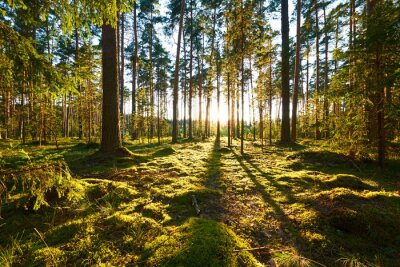 Skandinavischer Wald bei Sonnenuntergang