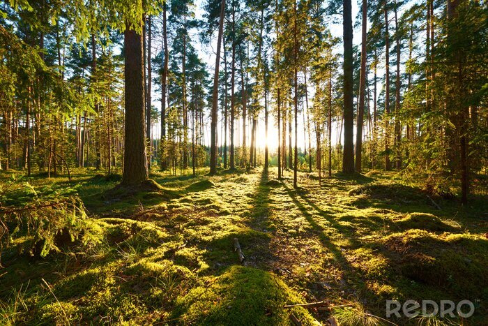 Fototapete Skandinavischer Wald bei Sonnenuntergang