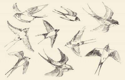 Fototapete Skizze der fliegenden Schwalben