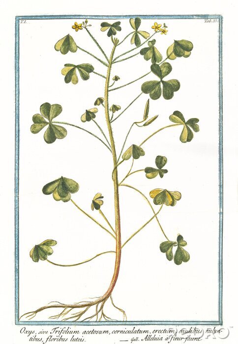 Fototapete Skizze eines Zweigs mit Wurzeln