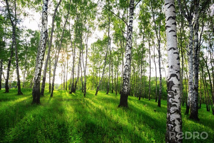 Fototapete Sommer im sonnigen Birkenwald