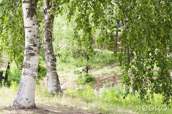 Fototapete Sommerbirken