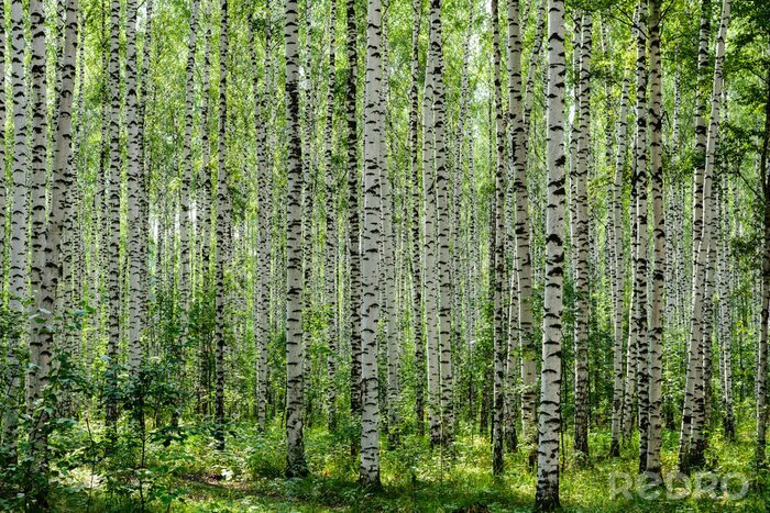 Fototapete Sommerbirken und Grünpflanzen