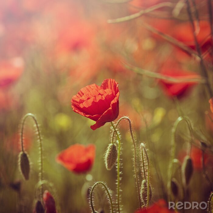 Fototapete Sommerfeldblumen